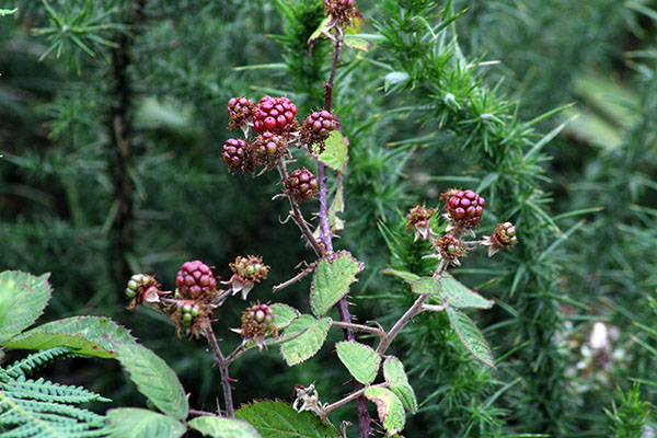 Moras, aun sin madurar, subiendo al monte Naranco en Oviedo
