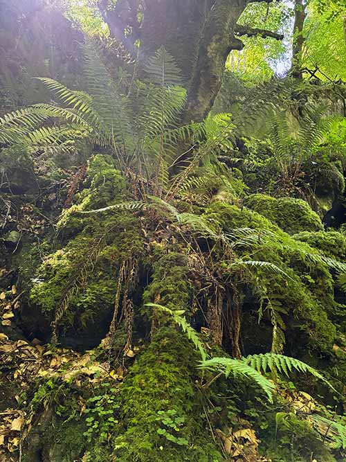 Interior de un bosque asturiano