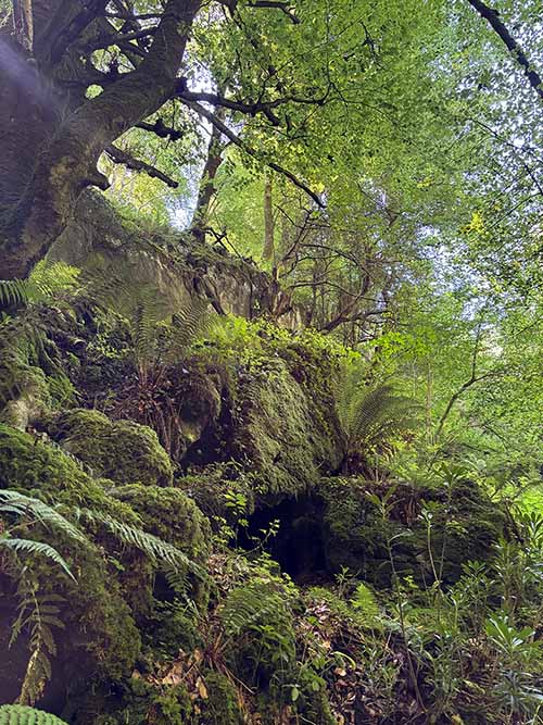 Interior de un hayedo en Asturias