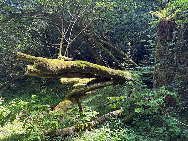 Interior de un hayedo en Asturias