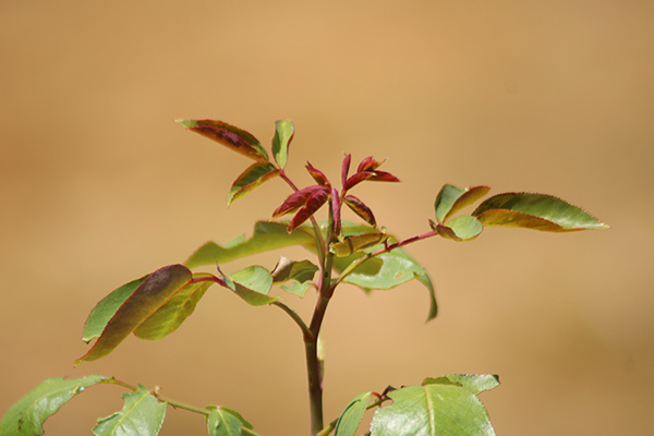 Brote de un rosal en Asturias