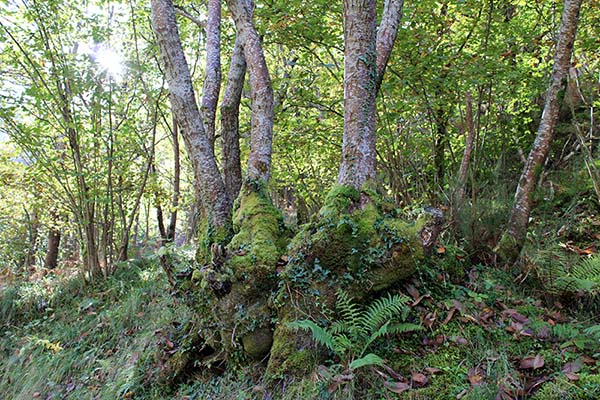 Interior de un hayedo en Asturias
