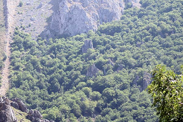 Bosque de alta montaña en Asturias