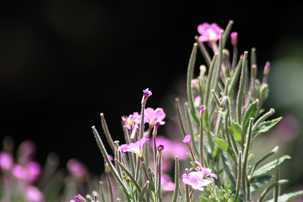 Flores silvestres en el verano de Asturias