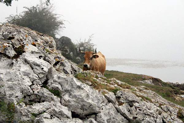 Entorno del lago Enol en Covadonga en Asturias