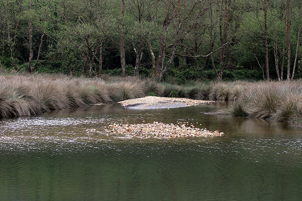 Río asturiano cerca ya de su desembocadura