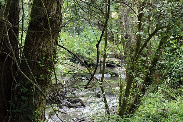 Arroyo asturiano en un bosque