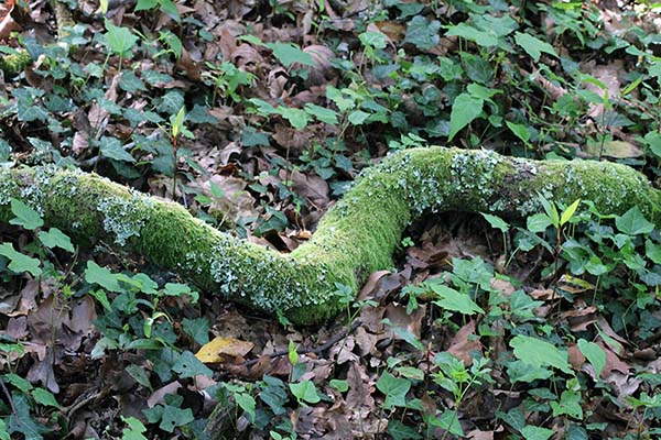Raíz de un hayedo en un bosque asturiano