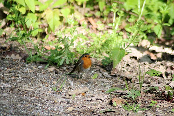 Petirrojo en el suelo de un bosque asturiano