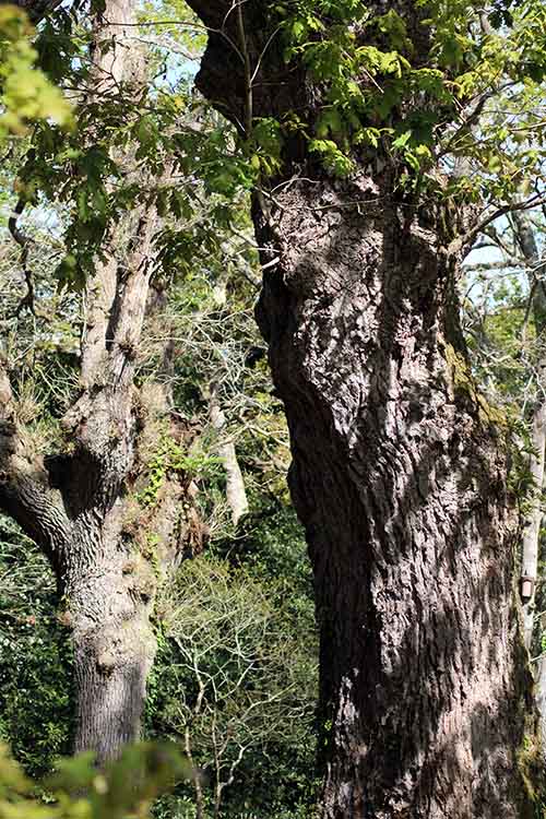 Bosque de robles en Asturias