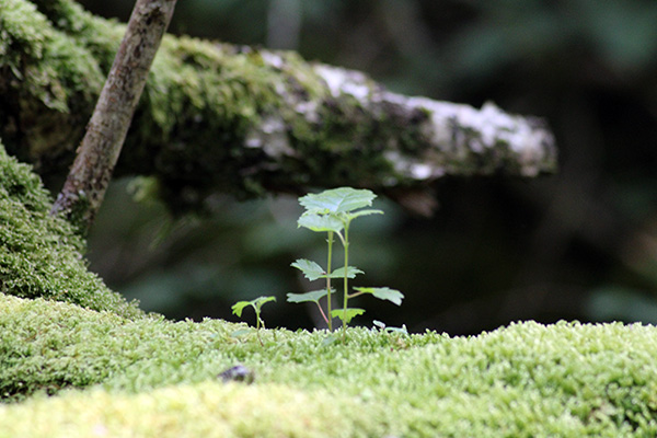 Mata de musgo en el interior de un bosque asturiano