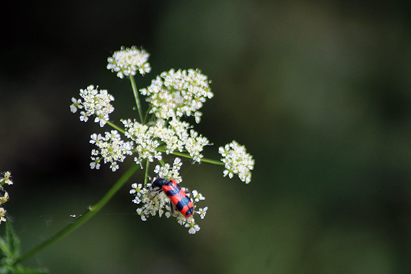 Insecto en el verano de Asturias