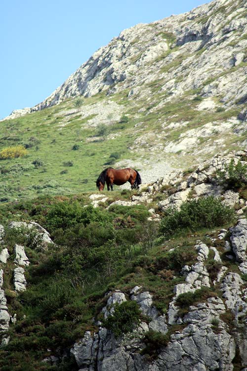 Caballo pastando en una braña asturiana