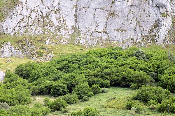 Pequeño bosque de alta montaña en Asturias