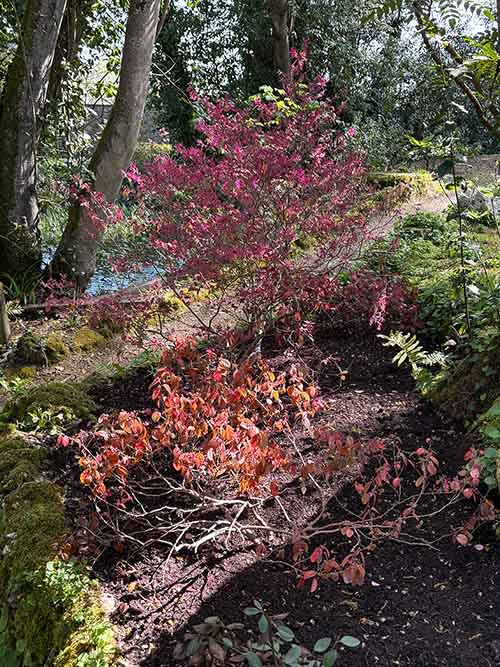 Belleza de los colores de un bosque asturiano