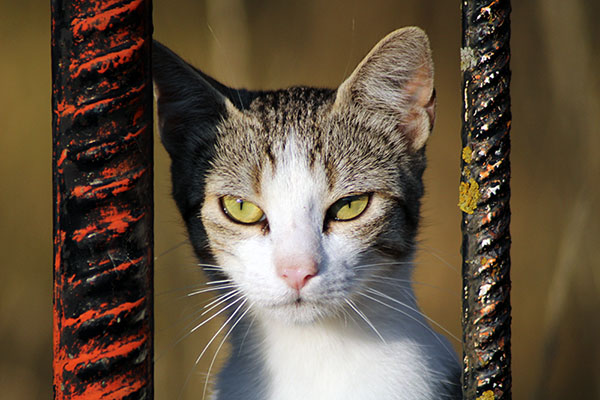Gato en una aldea asturiana de montaña