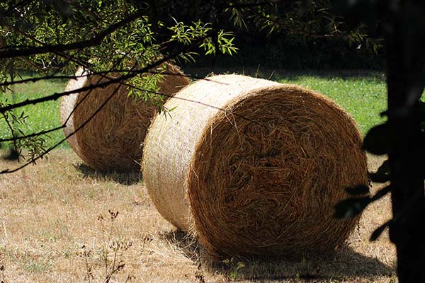 Balas de paja para el ganado en un prado asturiano