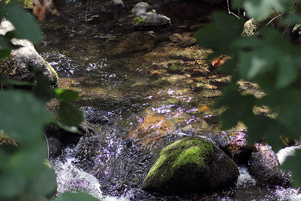Arroyo de montaña en Asturias