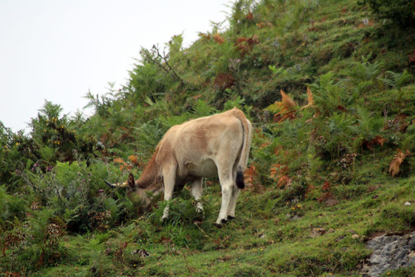Vaca pastando en los lagos de Covadonga en Asturias