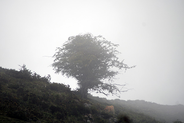 Silencio en los lagos de Covadonga en Asturias
