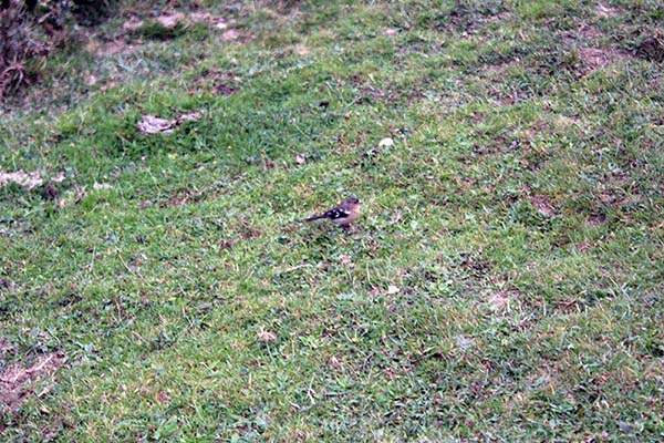 Pinzón vulgar en los lagos de Covadonga en Asturias