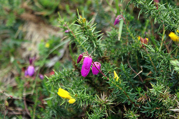 Flores silvestres en los lagos de Covadonga en Asturias
