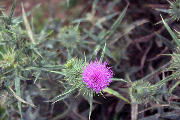 Flores silvestres en los lagos de Covadonga en Asturias