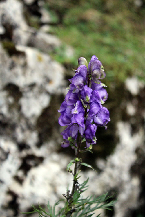Flores silvestres en los lagos de Covadonga en Asturias