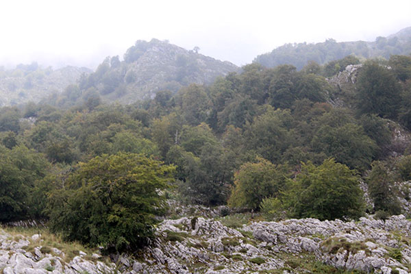 Hayedo de El Palomberu en la vega de Enol en los lagos de Covadonga en Asturias