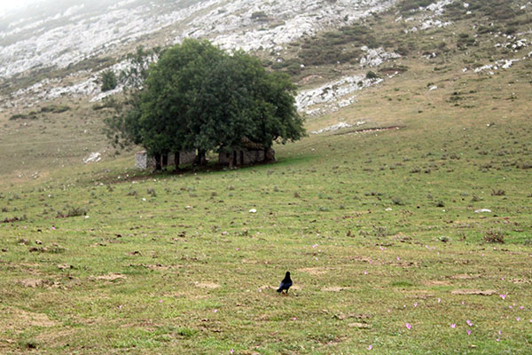 Cuervo en los lagos de Covadonga en Asturias