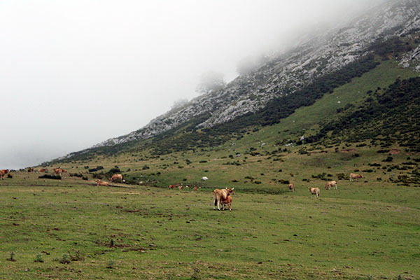 Ganado vacuno en una braña asturiana
