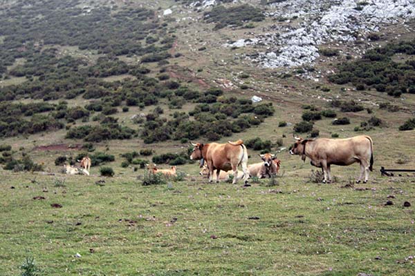 Ganado vacuno de carne en el entorno de los lagos de Covadonga en Asturias