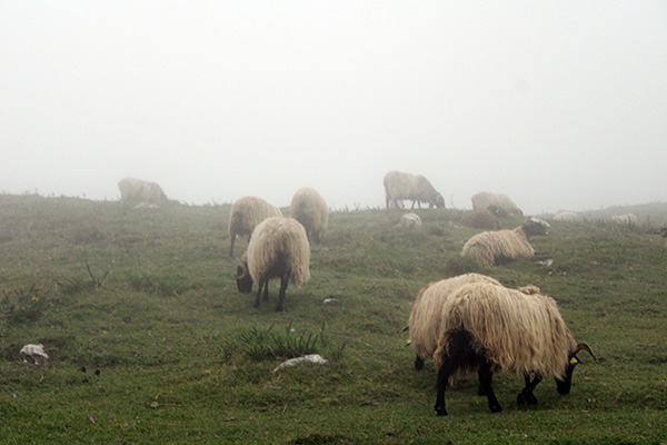 Ovejas pastando en los lagos de Covadonga en Asturias