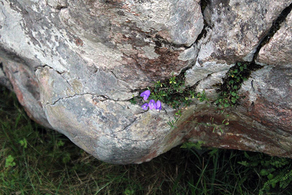 Flores silvestres en los lagos de Covadonga en Asturias