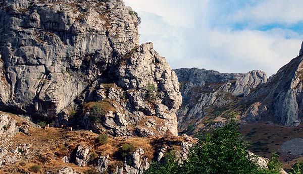 Ganado vacuno pastando pegado a la peña en una braña asturiana