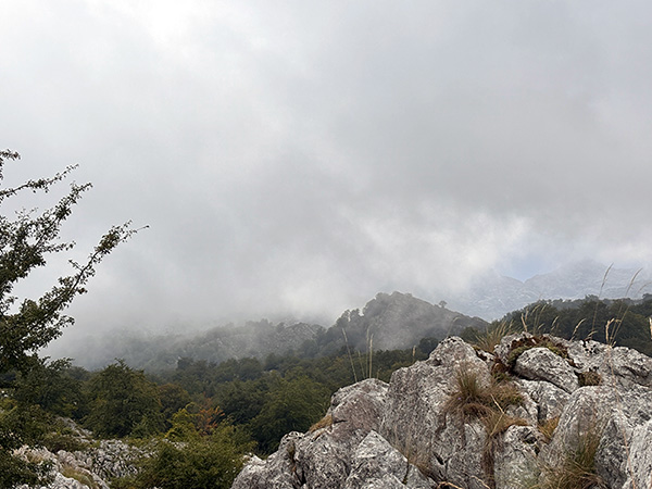 Hayedo de El Palomberu en la vega de Enol en los lagos de Covadonga en Asturias