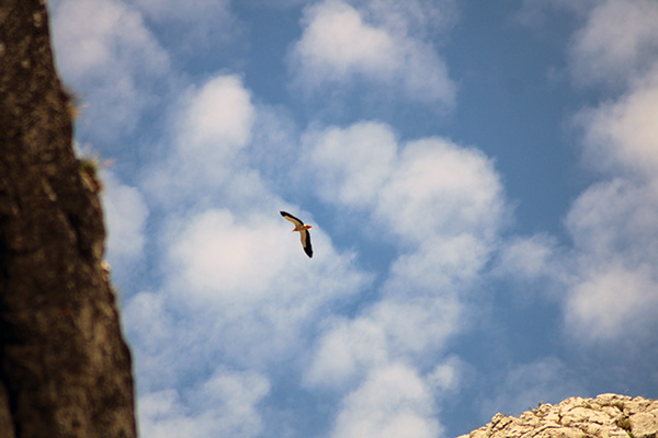 Alimoche sobrevolando la cordillera Cantábrica