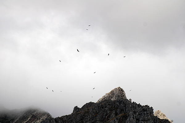Buitres volando en el entorno de los lagos de Covadonga en Asturias