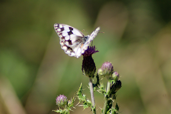 Mariposa en la primavera de Asturias
