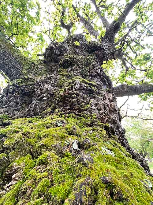 La belleza de un roble centenario en Asturias