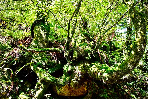 Bosque de hayas en el parque natural de Redes en Asturias