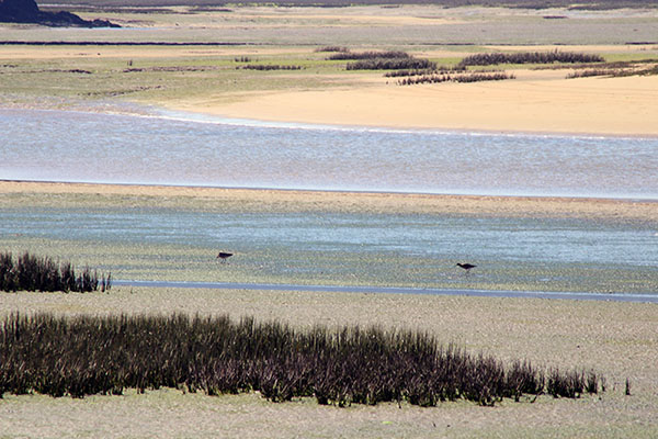 Aves alimentándose en bajamar en la ría de Villaviciosa en Asturias