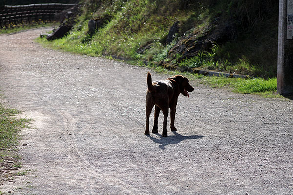 Perro sin correa en la senda Xivares a Perlora por el Tranqueru