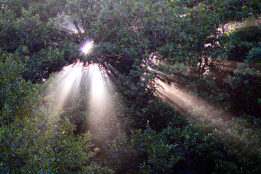 La jungla asturiana, el sol se cuela en ella