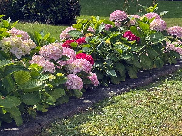 Hortensias en Somao en Asturias