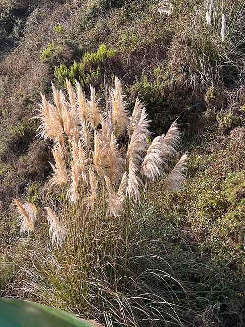 Plumero de la pampa, planta invasiva en la senda entre Xivares y Perlora en Asturias