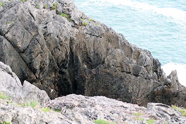 Bufón en un acantilado en Asturias